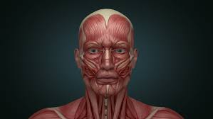 Muscular System Test REVIEW