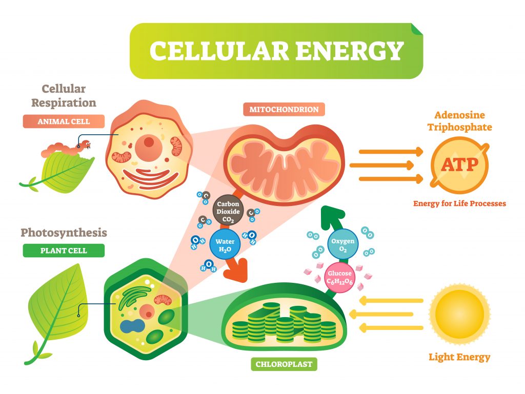 Unit 5 Cellular Energy Flashcard 9th - 12th Grade Flashcard | Wayground ...