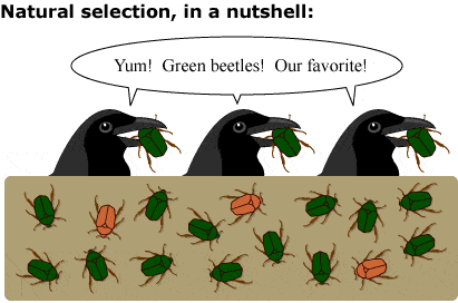 Natural Selection and Symbiosis Quiz