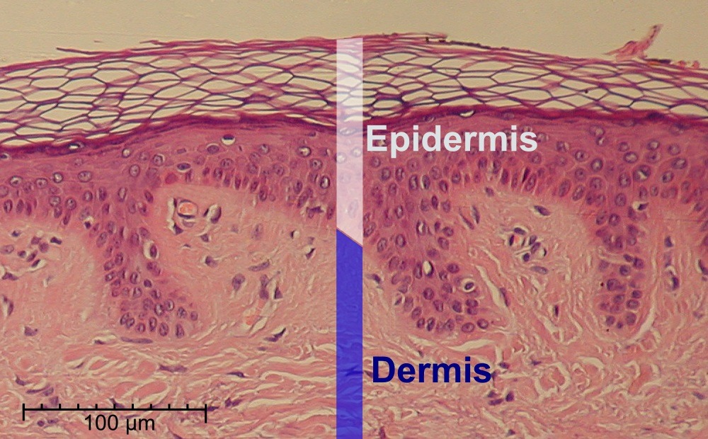 Skin Quiz