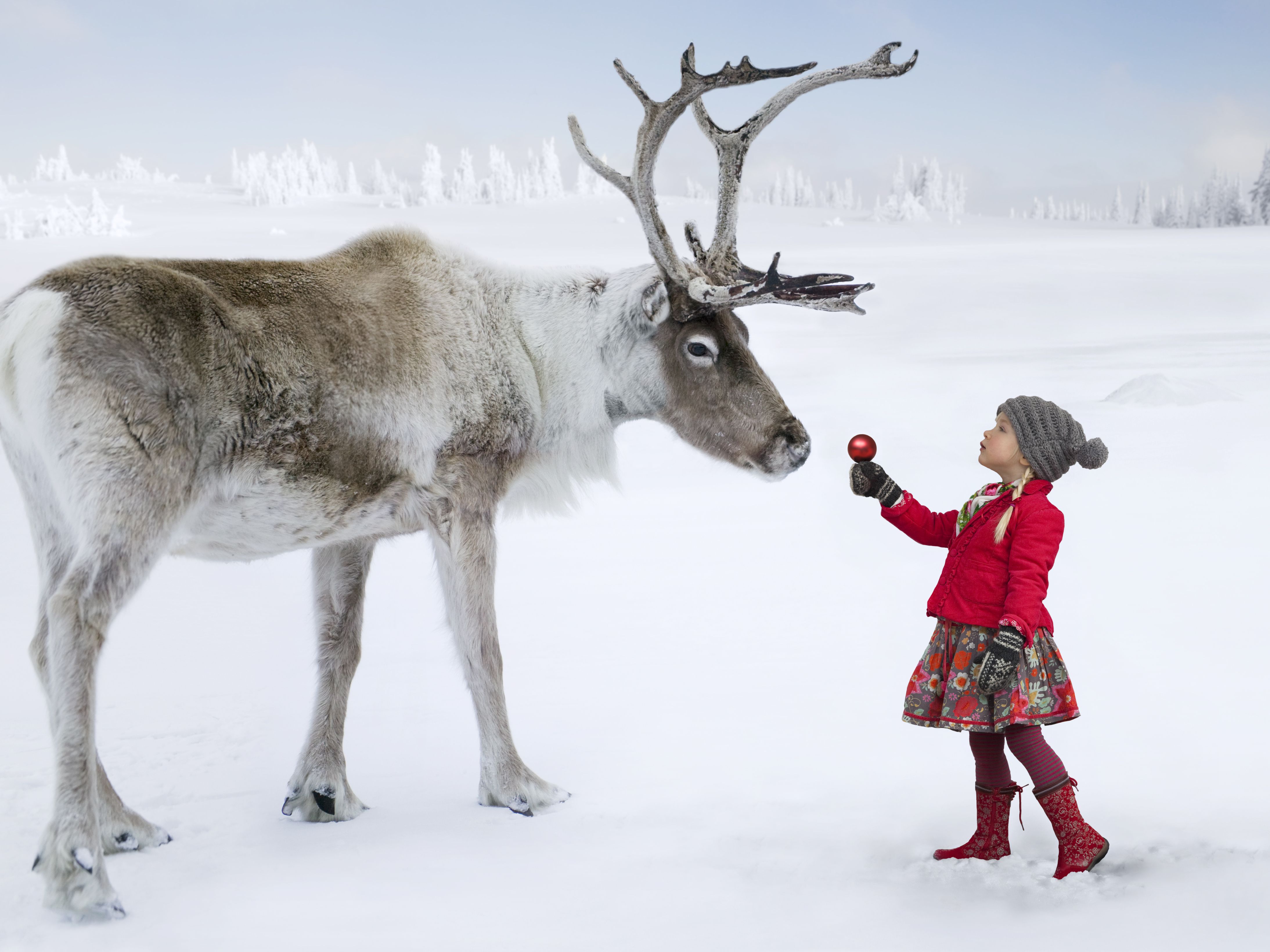 Woodland Caribou Facts and Characteristics