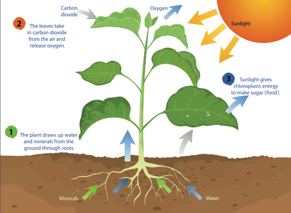 CPALMS Tutorial: Photosynthesis