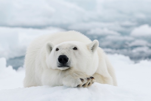 Animal Adaptations and Survival Strategies