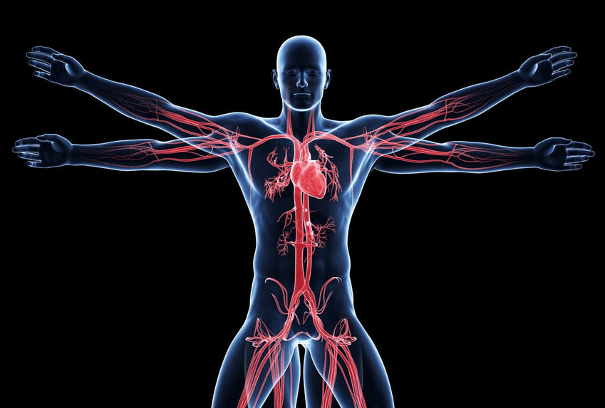 Human Anatomy and Physiology Semester Exam