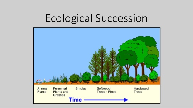 Biodiversity & Ecological Relationships/Succession