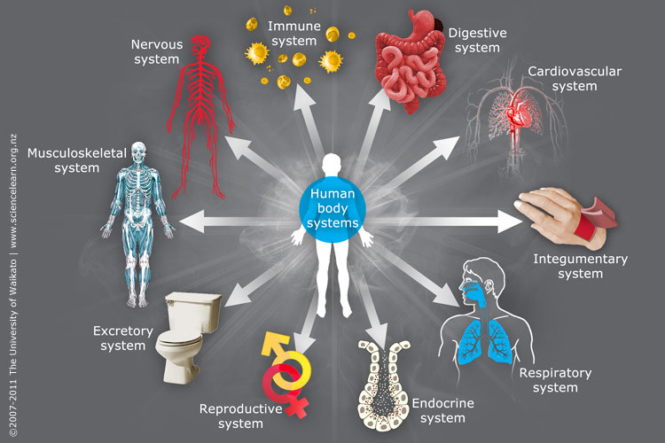 Introduction to Human Body Systems