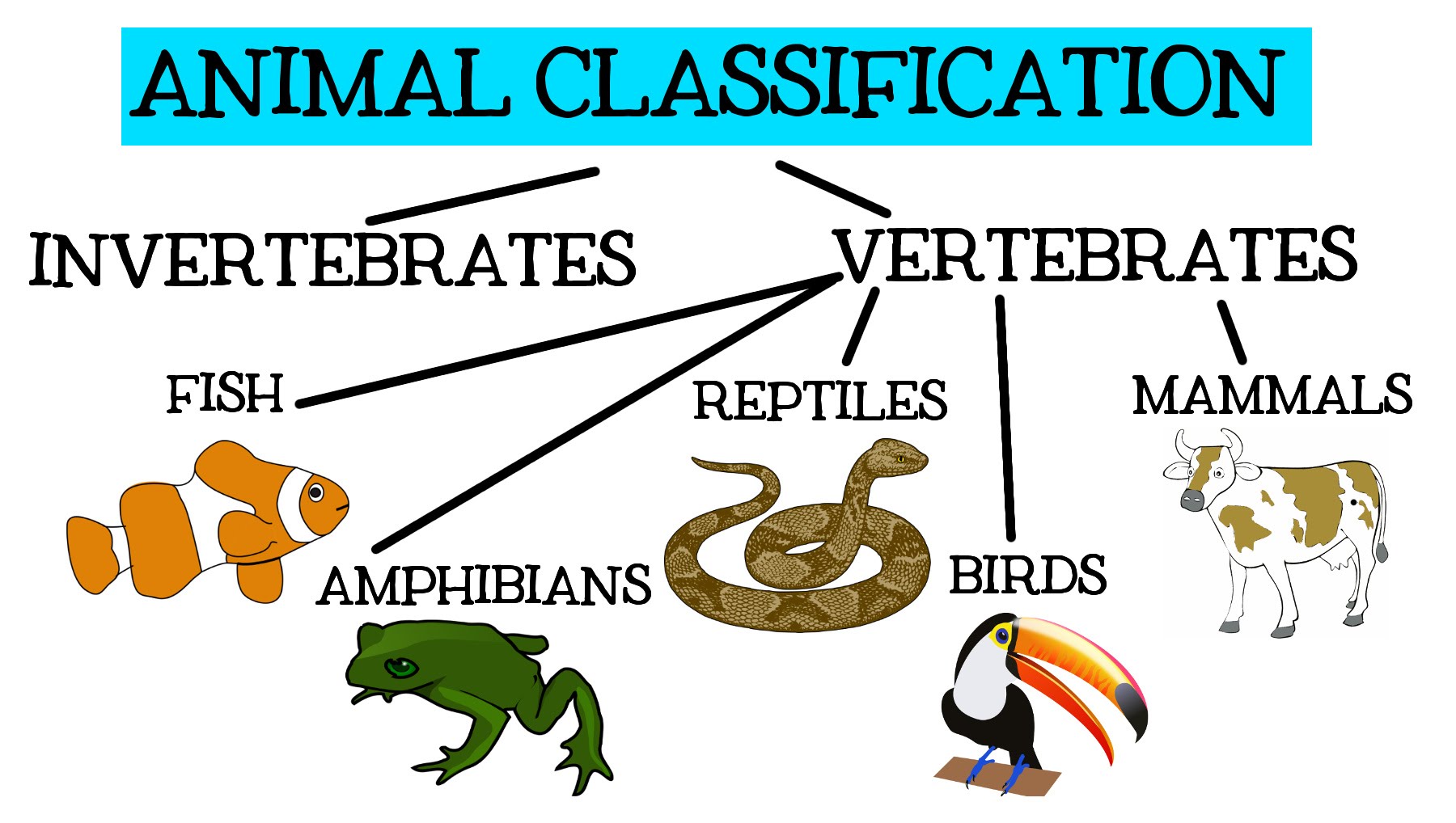 Animal Classification and Characteristics