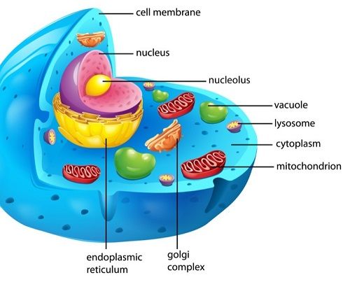 Cell Organelles