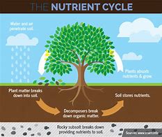Phosphorus Cycle
