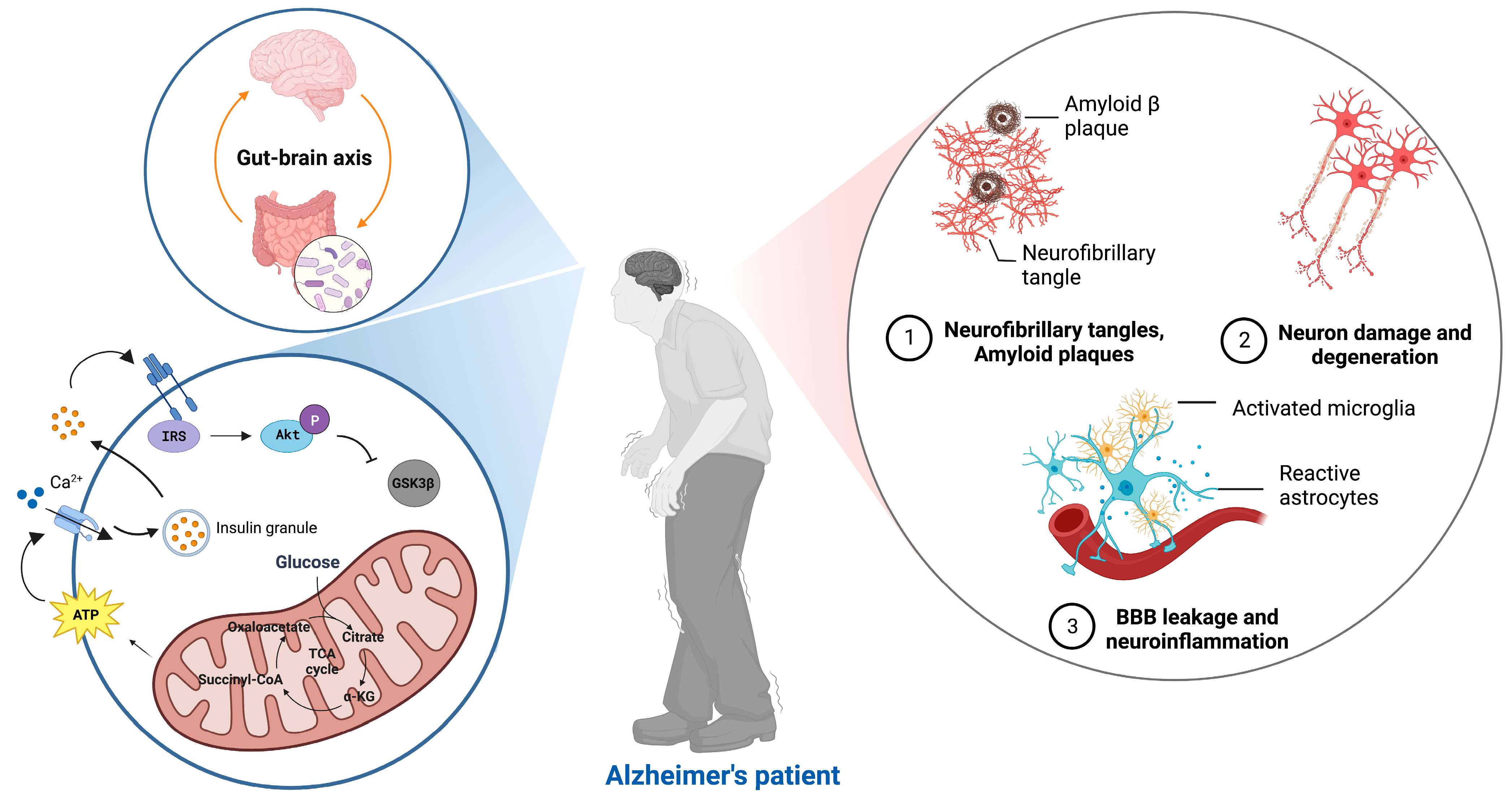 Study guide Amplify Metabolism End of Unit 7th Grade Flashcard | Quizizz