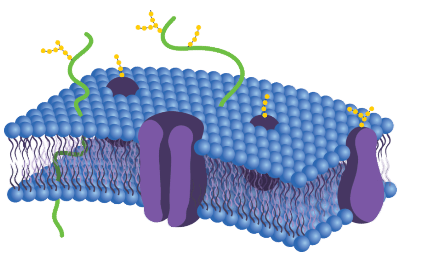 Cell Transport