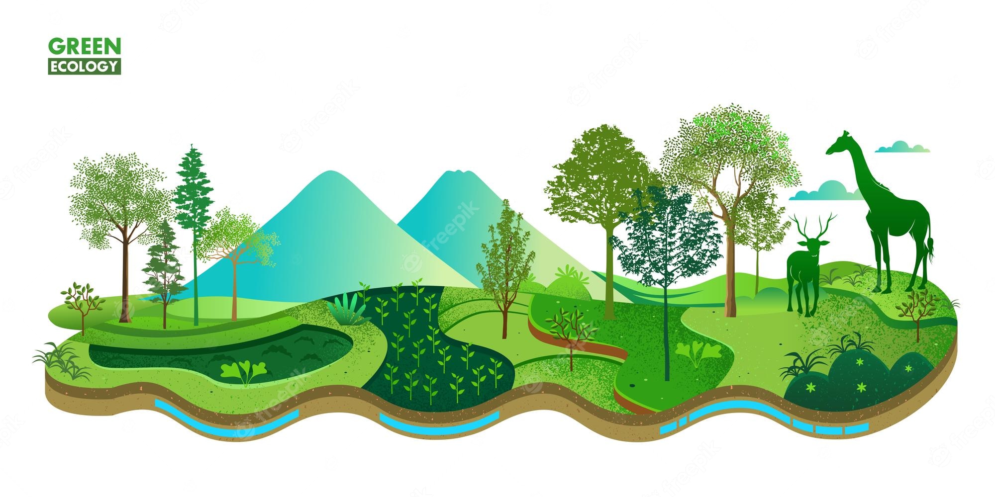 Ecology Test Review 2024