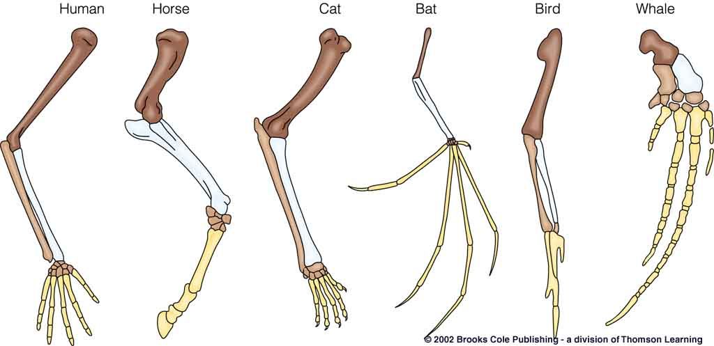 Homologous & Analogous Structures Flashcard 