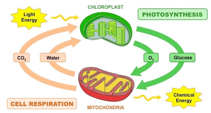 Photosynthesis and Cellular Respiration 25-26