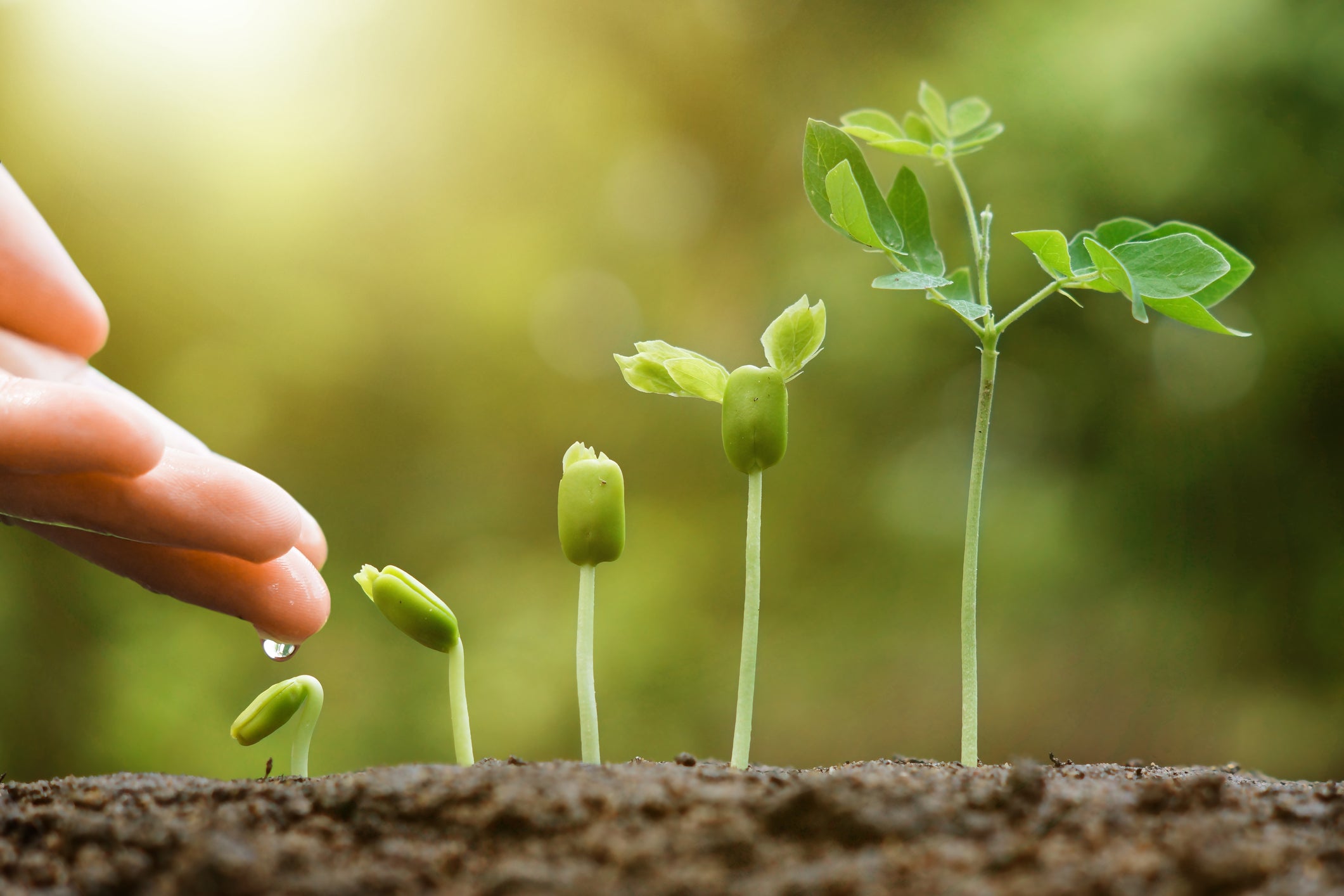 Plant Growth Quiz