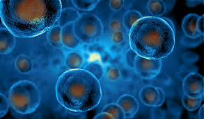AP Bio Unit 2.2 Quiz: Cell Size, Plasma Mem, Passive Transport