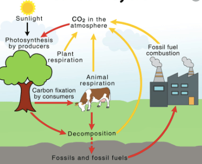 Biogeochemical Cycles