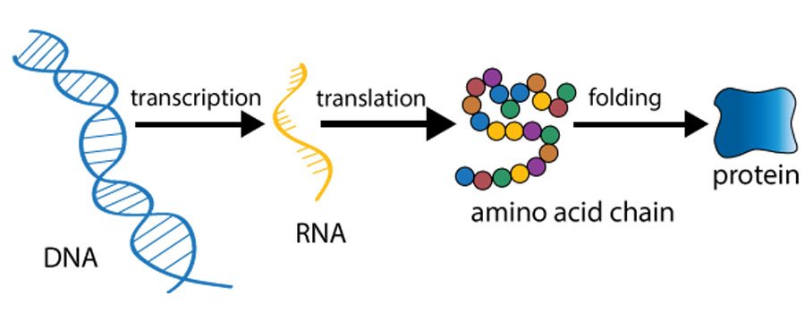 Unit 4: Gene Expression Review