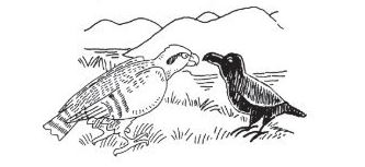 Unit 2 Week 4 Comp. Quiz: Raven the Trickster and Fish Hawk'