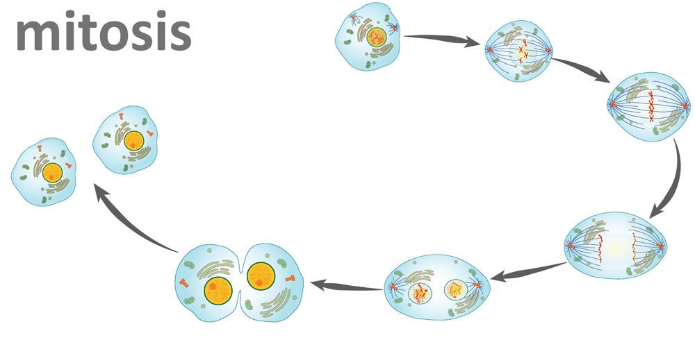 the cell cycle and mitosis Flashcards - Quizizz