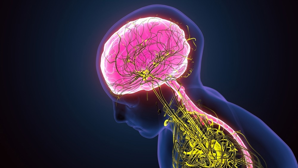 3.03 Nervous System