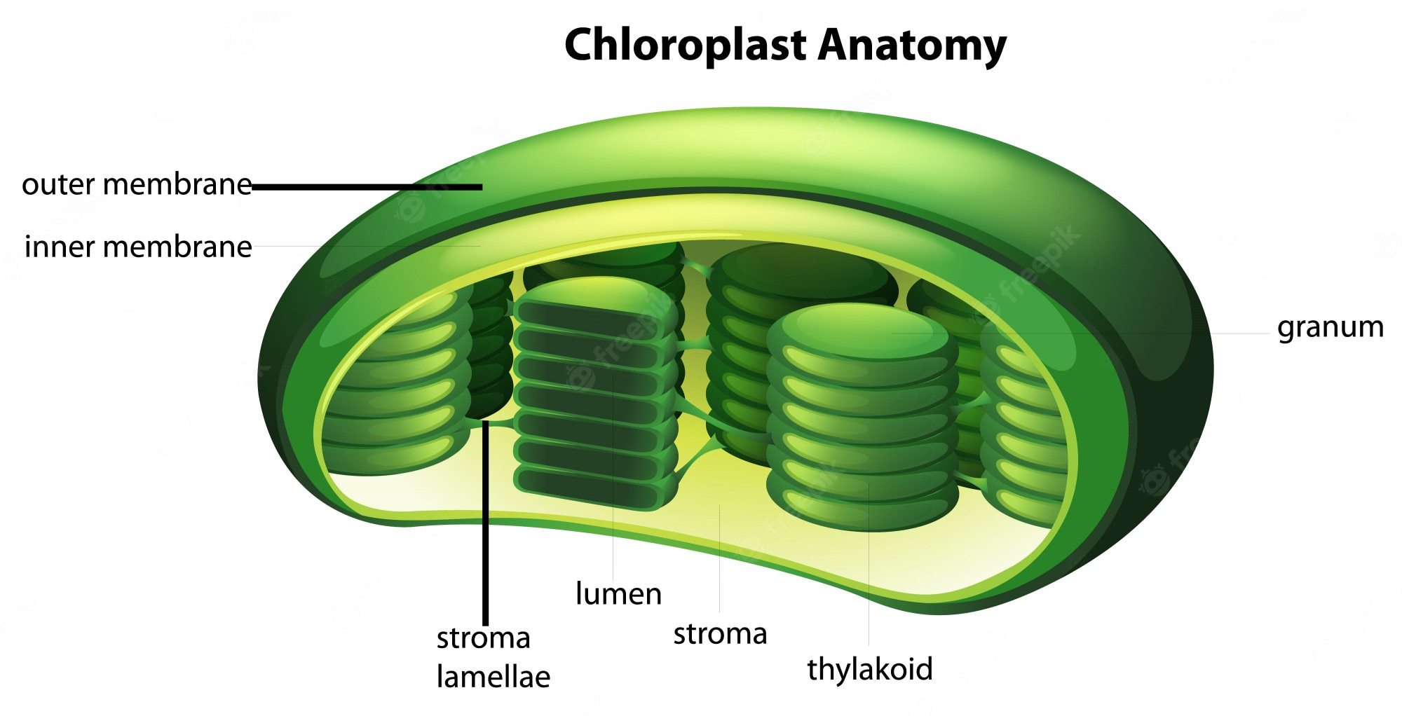 4.2 - Photosynthesis Overview