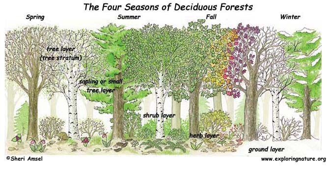 Topic 4.2b Timber Practice Quiz 12th Grade Quiz | Wayground (formerly ...