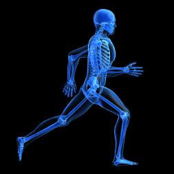 Functional and Structural Classification of Joints