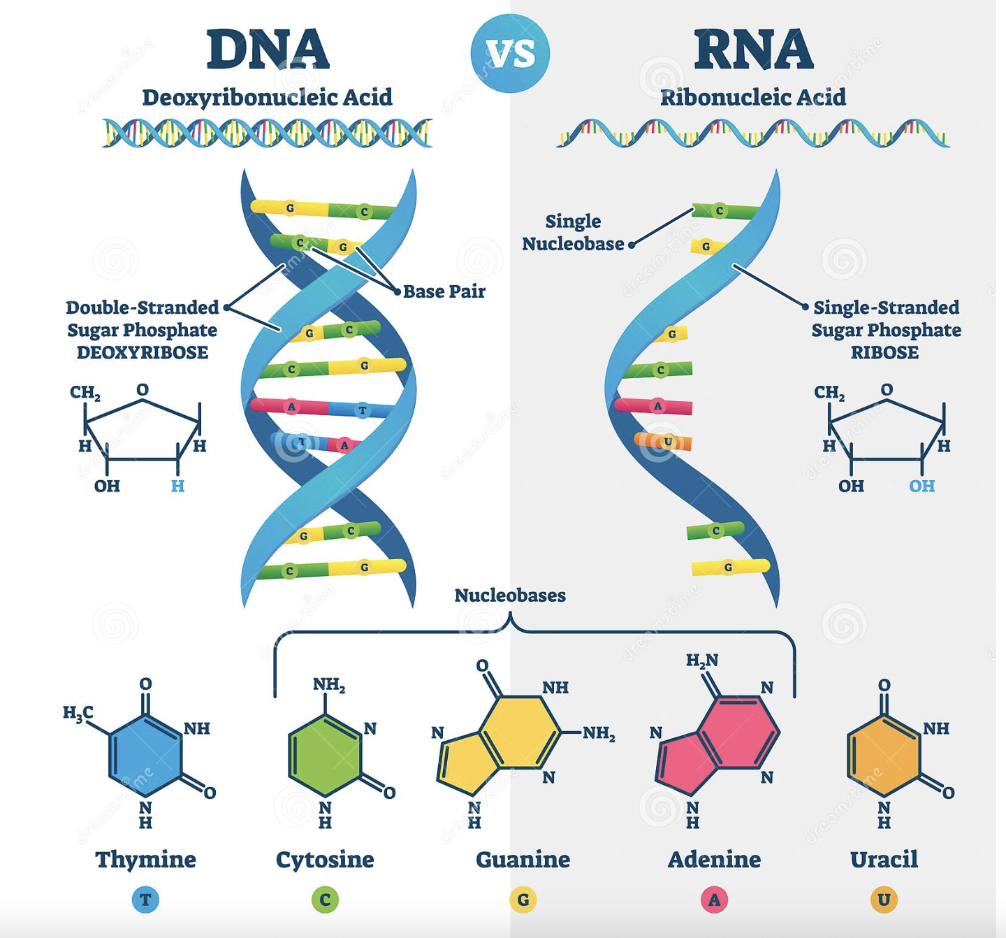 DNA Vs RNA 9th Grade Flashcard Wayground