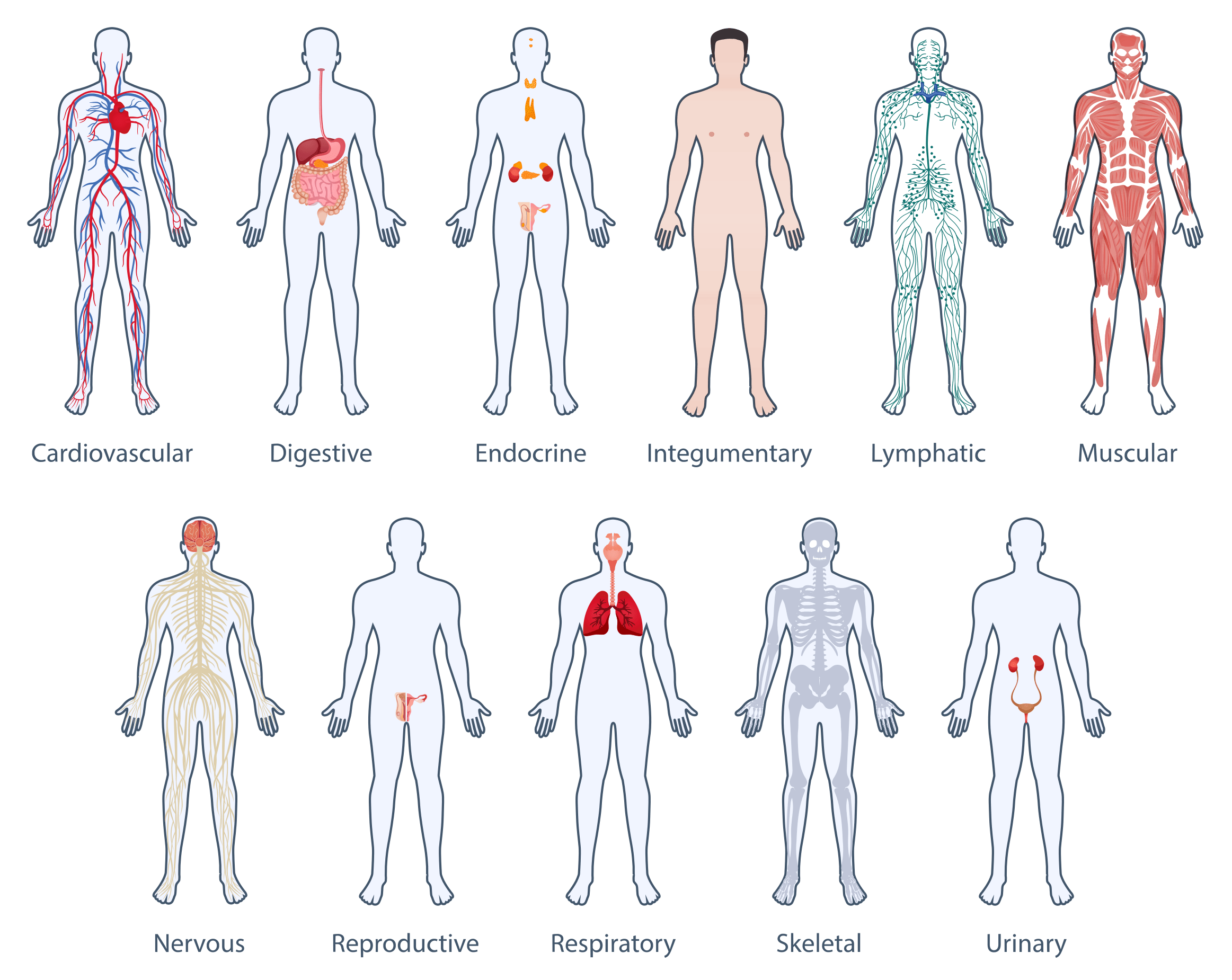 Exploring Human Body Systems 12-2-24