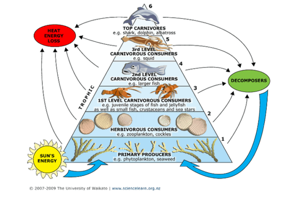 Energy Transfer and Ecosystem Relationships