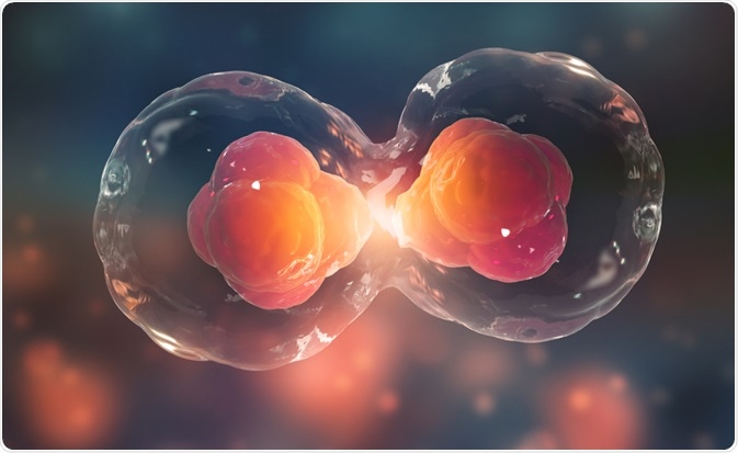 Cell Division Review