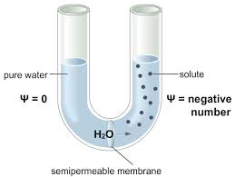 Water Potential and Osmosis Concepts