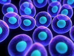 Introduction to Cell Biology Flashcardizz