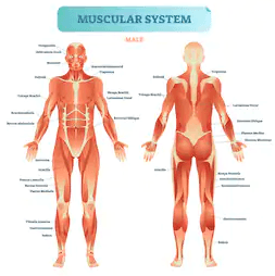The Muscular System