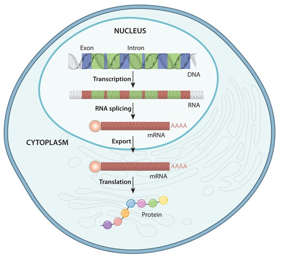 Meiosis and Gene Expression Concepts