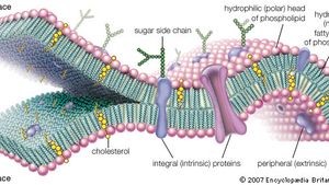 Passive Cell Transport