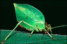 Natural Selection and Adaptation Concepts