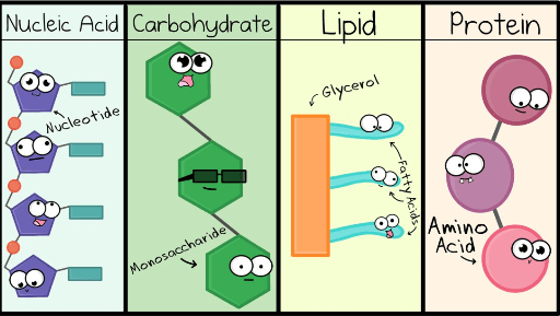 B-LS1-6 Organic Molecules Quiz