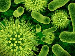 Bacteria Characteristics and Functions
