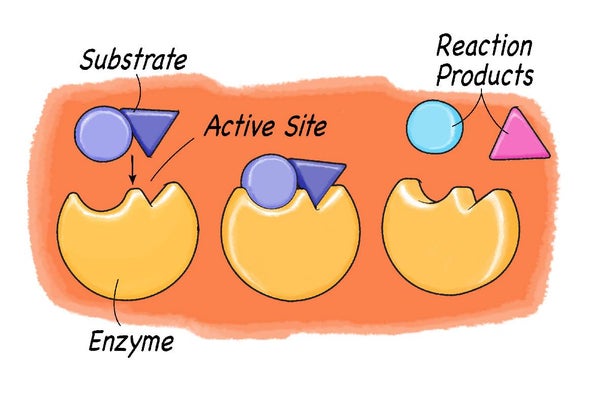 8I: Enzyme Activity and Factors Quiz