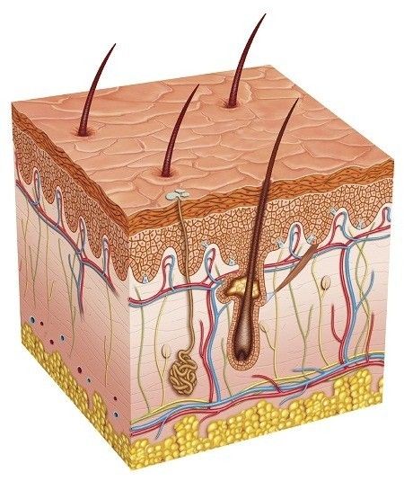 Integumentary System Notes Review