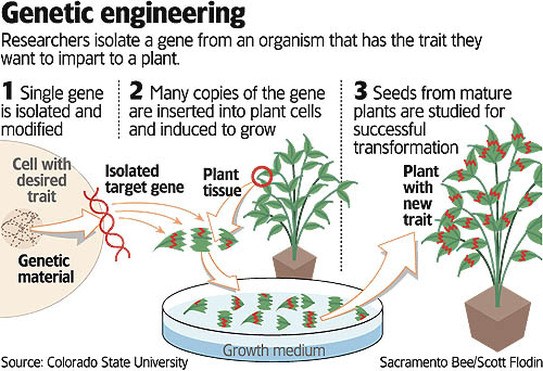 Genetic Modification and Cross-Breeding Concepts