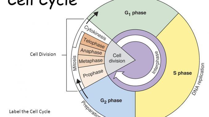REVIEWER on Cell Cycle, Mitosis and Cancer Cells 2024
