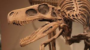 Phosphorus and Fossils Quiz