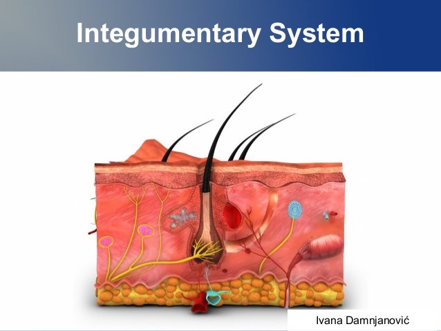 Integumentary System