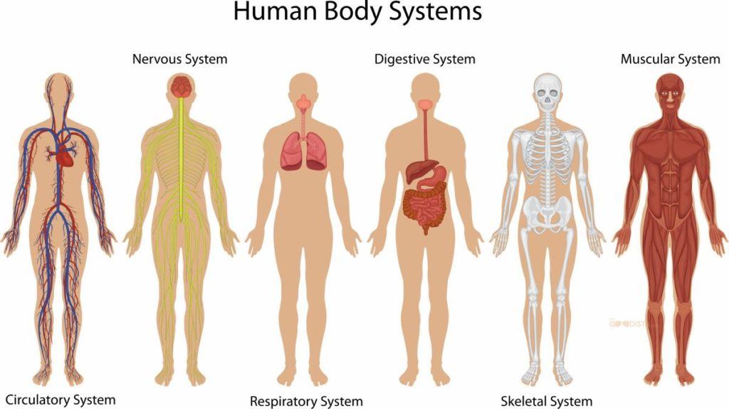 Body systems and Homeostasis