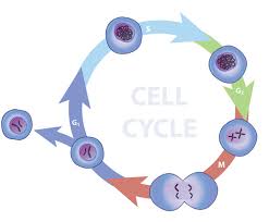 12/3 Cell Cycle Stages
