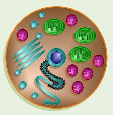 Plant and Animal Cells