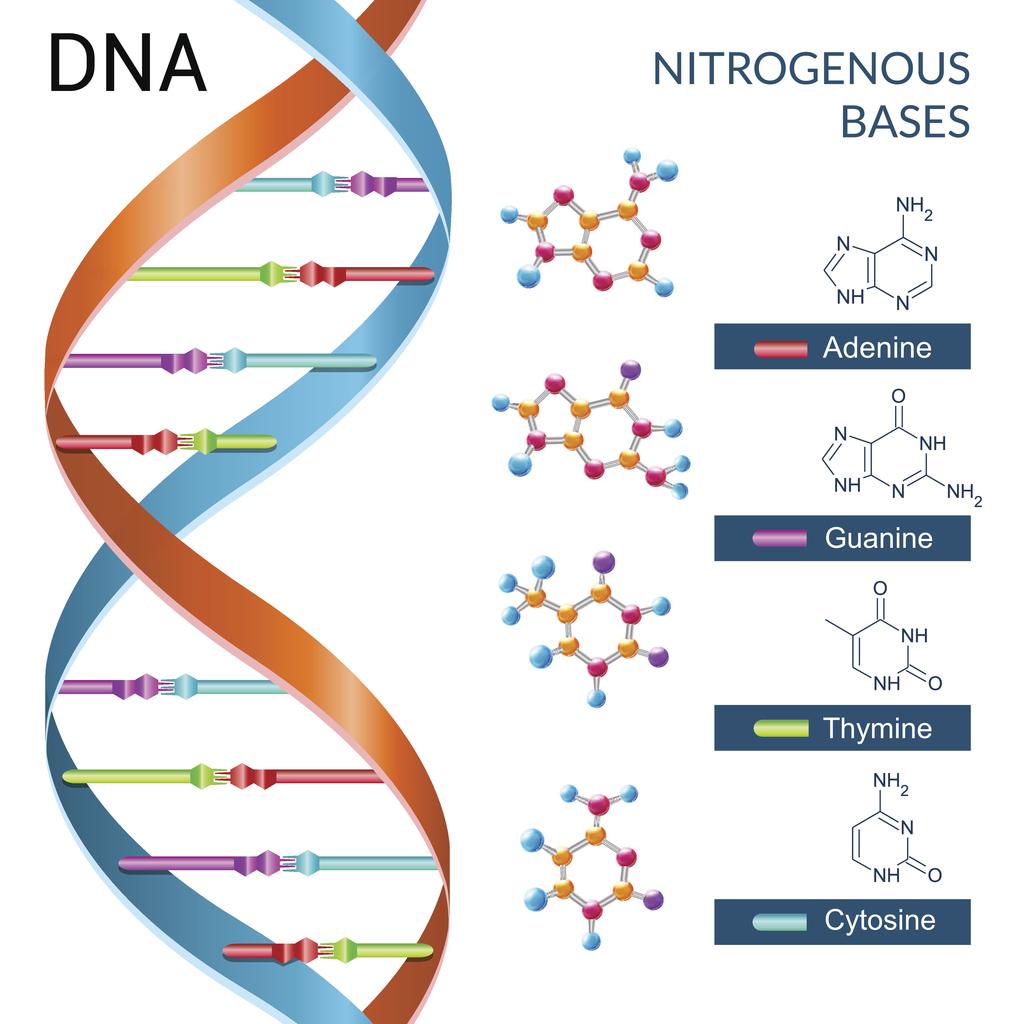 Central Dogma- Practice for the Unit Test Test